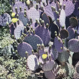 Prickly Pear ‘Santa Rita’ Cactus Seeds (Opuntia violacea var. santa rita) – Purple Pads, Edible Fruits, Striking Color, Drought Resistant – 10+ Seeds