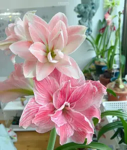 Dancing Queen 2 Amaryllis Bulbs - 4 Season Plant, Spring Season, Bag Included
