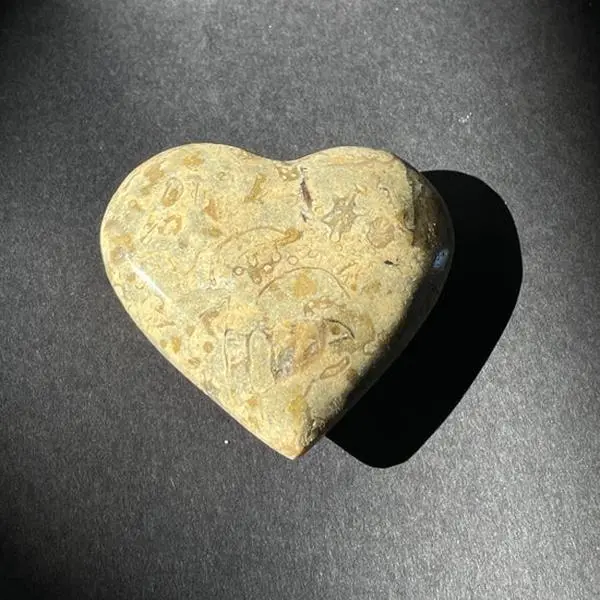 Fossil Coral Heart Crystal Healing Gemstone for Spiritual Decor