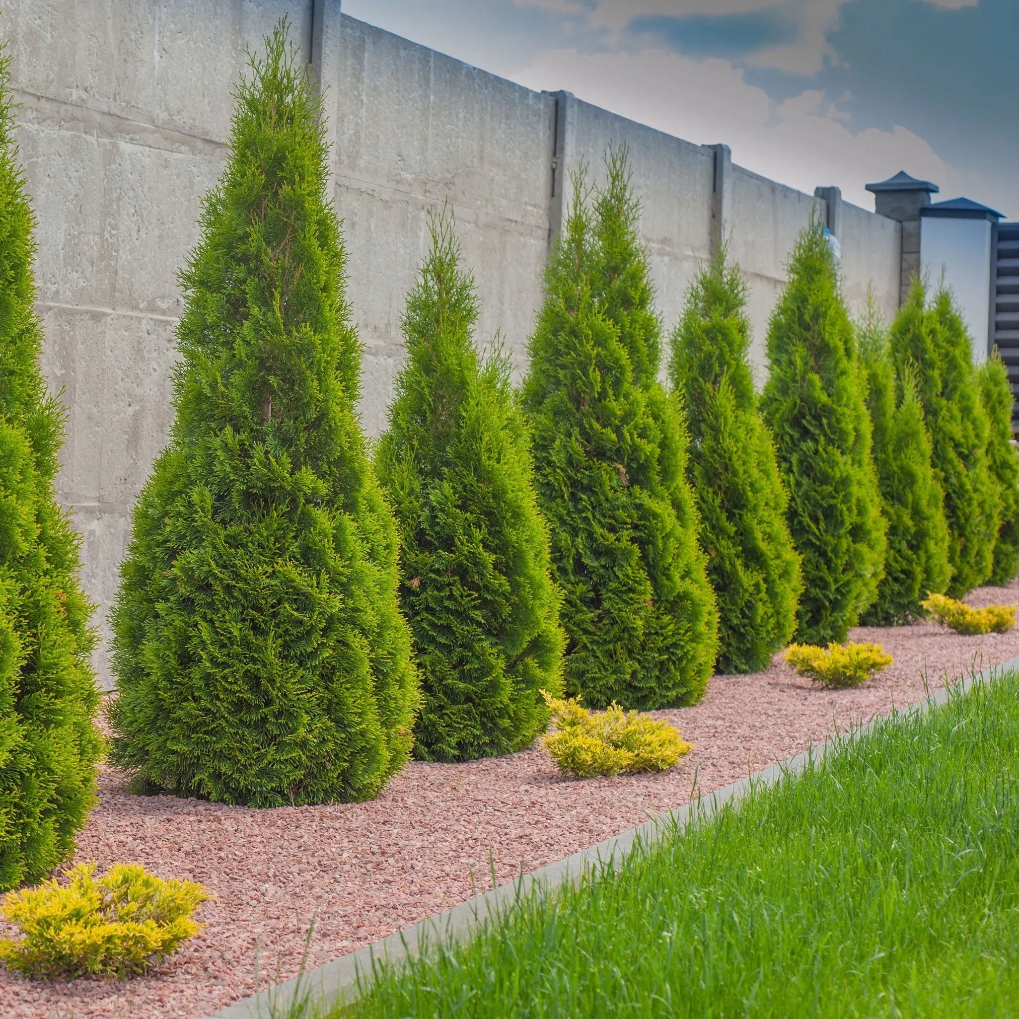Emerald Green Arborvitae | Fast-Growing Privacy Tree | Thuja occidentalis