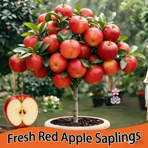Dwarf apple potted seedlings | Habits of conventional fruit trees | Rich and sweet aroma | Broad Adaptability | Portal Home Planting | Fruit trees in the north and south landscapes