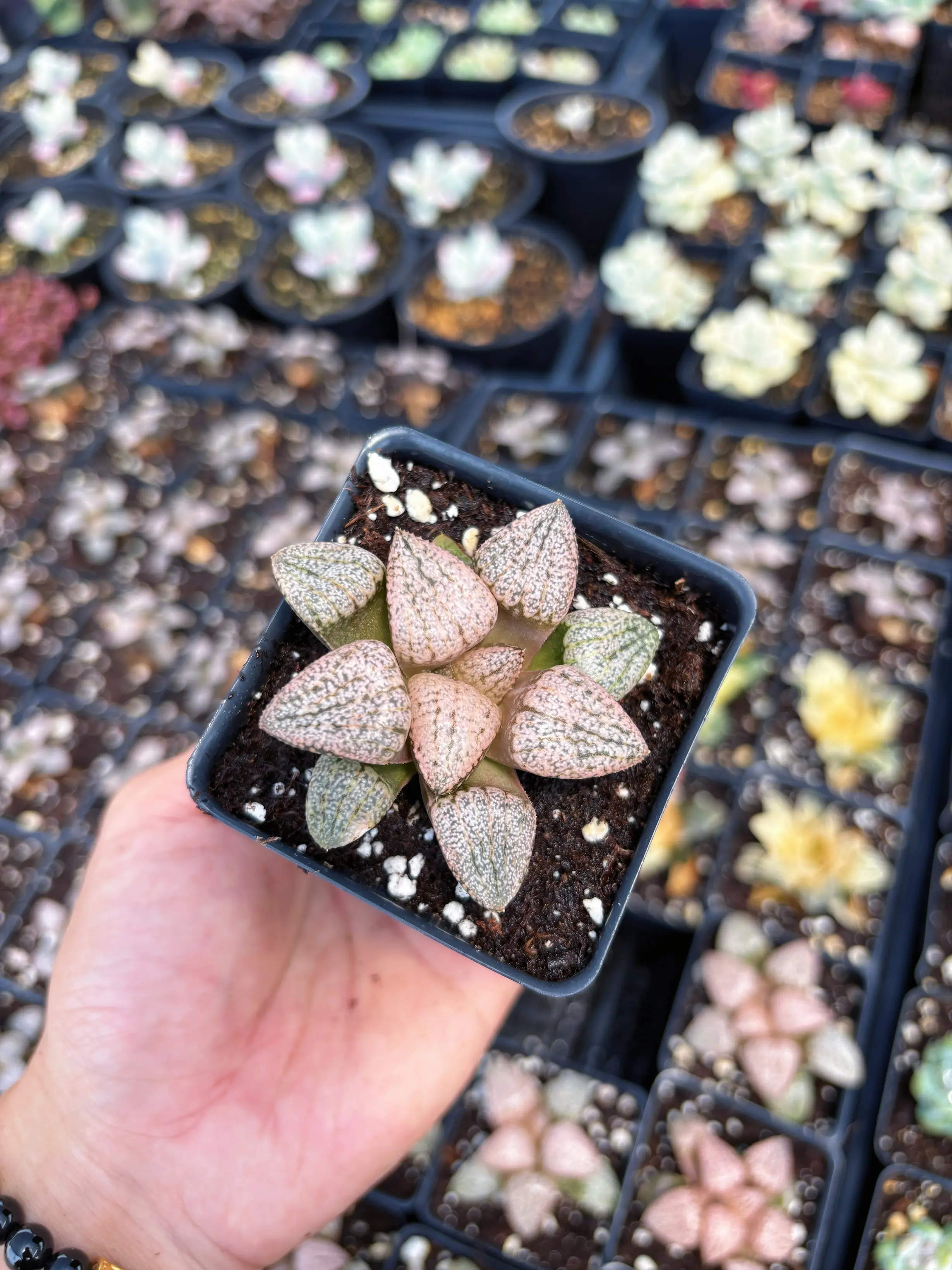 Haworthia Red Silver - April Farm/Rare Succulent