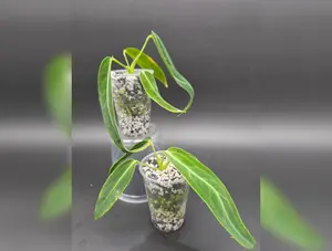 Anthurium Warocqueanum Medium