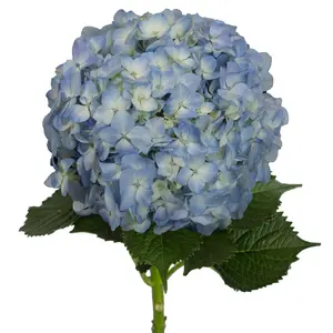 Blue Natural Hydrangeas