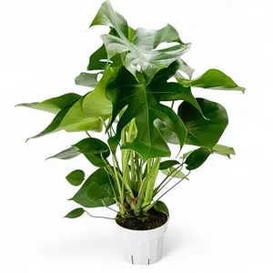 Huge Monstera Deliciosa, 6inch Pot, Split Leaf Monstera, Low Maintenance, Beginner Friendly