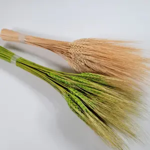 8oz Bearded Wheat Dried Flowers Wedding Floral Bouquets Fall Filler Flowers Home Décor. 20" Tall.