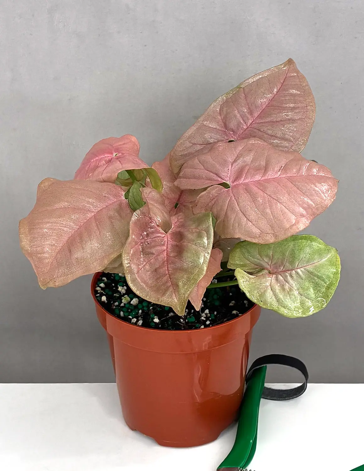 Syngonium Neon Pink - Compact Plant in Pot