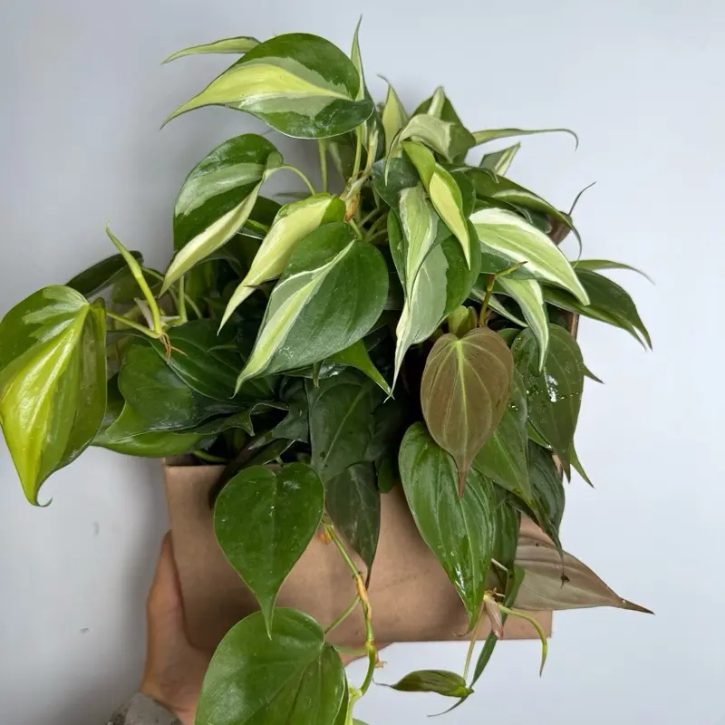 pothos epipremnum Pothos Golden (Epipremnum aureum)  In Succulent Love