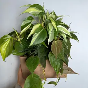 Trailing plants Bundle Mystery Box - Featuring Three Beautiful Trailing Plants in 4-Inch Pots