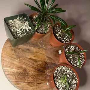 Exclusive Pachypodium Seed Bundle - 5 Types: Lamerei, Namaquanum, Geayi, Saundersii, Rosulatum - Organic, High Germination