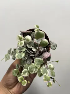 SUPER FULL & PINKISH Variegated String of Hearts plant ,Ceropegia Woodii Variegate, variegated purple and pink Hearts plants - in 3" Pot
