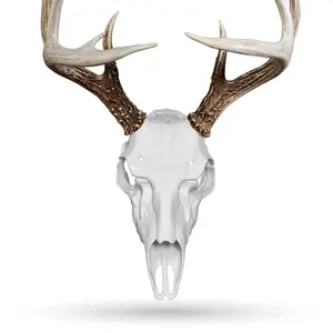 Skull Master Universal European Mount Kit - White