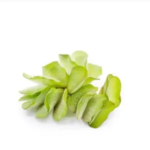 Salvinia Natans/ Floating Fern