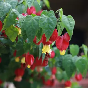 LIVE PLANT 2ft - Abutilon megapotamicum - Trailing Abutilon - Flowering maple - Chinese lantern - Parlour maple