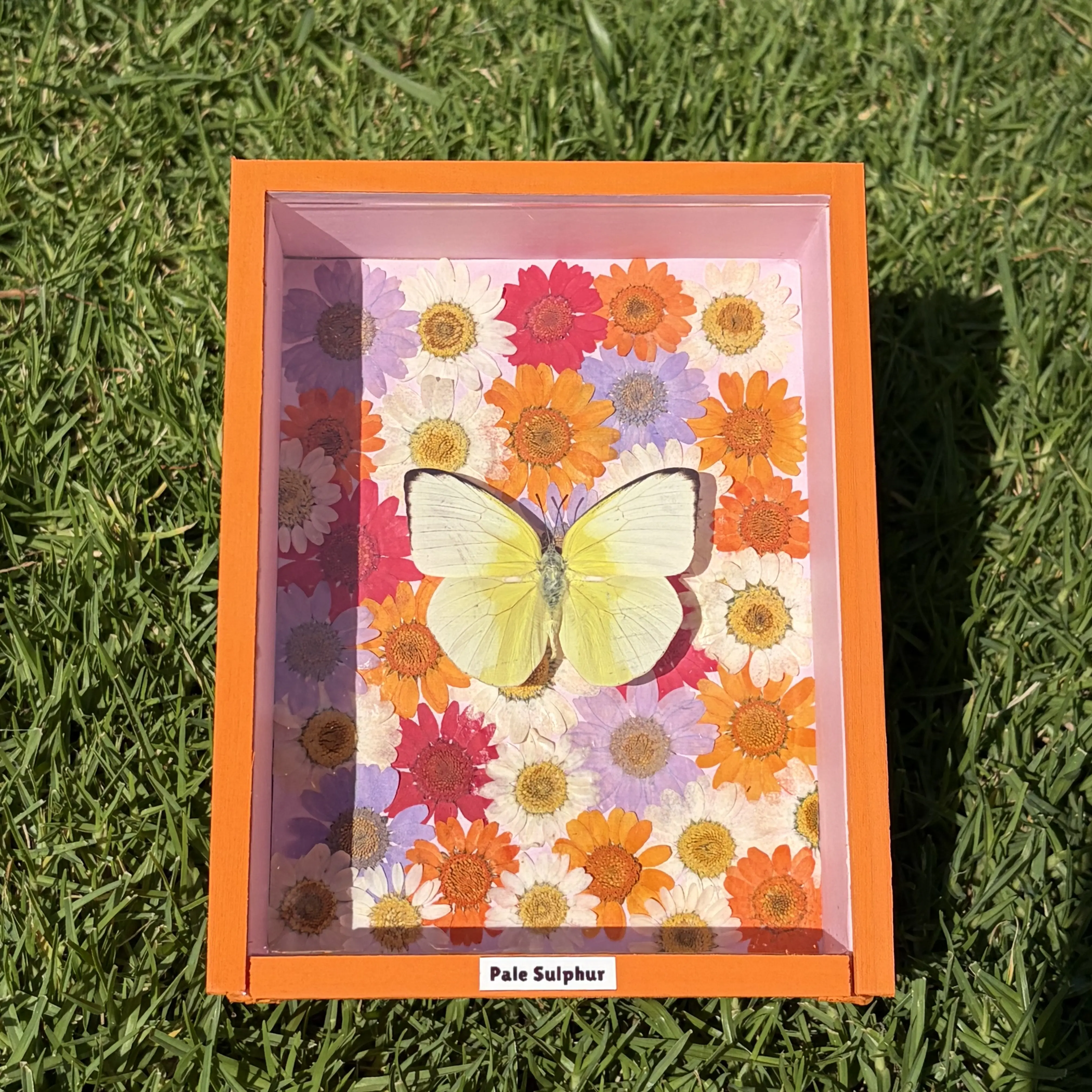 Butterfly Shadowbox - Home Decor Shadow Box, Insect Display Photo Frame for Home Supplies Collection