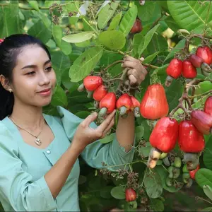 LIVE PLANT 2-3 ft Anacardium occidentale - Cashew Tree Fruit nut Pajuil anacardo