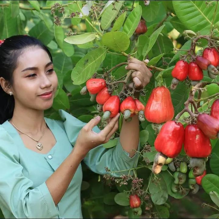 LIVE PLANT 2-3 ft Anacardium occidentale - Cashew Tree Fruit nut Pajuil anacardo