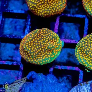 ACI Sanjay's Fire Porites