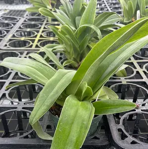 Paphiopedilum Cocoa Chilwin x paph. Yi-Ying Colorful Clouds