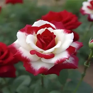100+ 100pcs Rare Twin Red White Rose Flower Seeds - Captivating Non-gmo Heirloom Garden Blooms - Easy Planting & Bountiful Growth