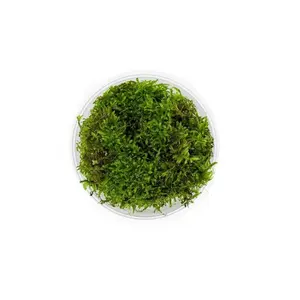 Vesicularia montagnei - Christmas Moss