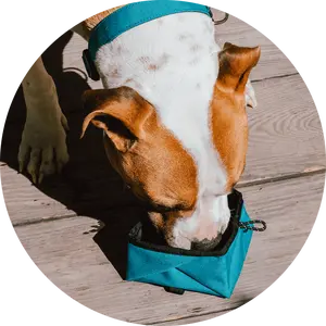 Montara Pop-Up Dog Bowl