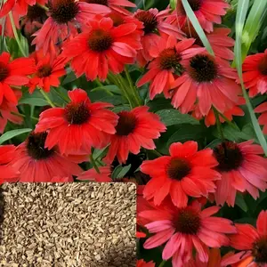 Green River 50 Sombreo Red Coneflower Seeds - Flower Seed Pack, Perennial Pollinator-Friendly Plants, Fast-Growing Echinacea for Garden Beds, Rare Clearance Seeds