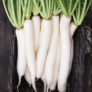Daikon Radish Seeds