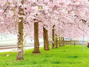LIVE PLANT 2ft Cassia bakeriana - Pink shower tree - Wishing tree - Dwarf apple blossom