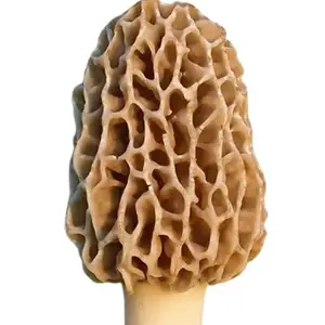 TRUE morel mushroom grow kit grow morel mushrooms at home and garden Vegetable Seed Makes 5Gal Slurry