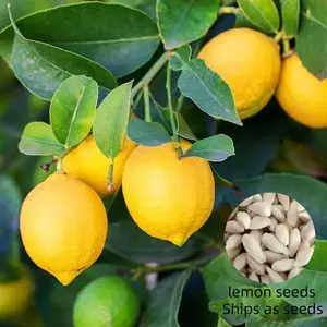 20 Lemon Seeds for Planting Non-GMO Heirloom and Organic High Survival Rate Delicious Fruit Citrus FruitHome Garden Lemon Seeds, Bonsai Lemon Tree Seeds