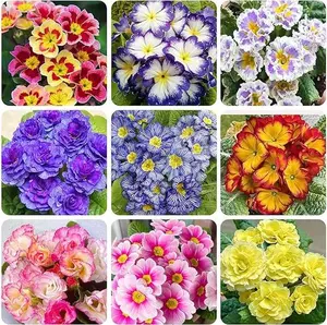 300+ Primrose Primula Flower Seeds for Planting Outdoor- Flower Seeds-Attract Butterflies and Bees