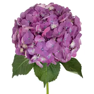 Elite Purple Hydrangea