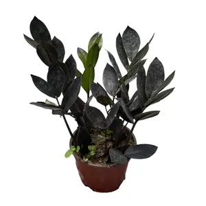 Zz Black Queen 4” House Plant – Rare, Low Maintenance Indoor Plant for Home & Office Decor Decorative