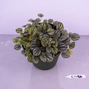 Peperomia Piccolo Banda Live Plant 4” Pot | Compact Ripple Peperomia | Easy Care