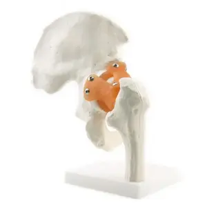 Hip Joint Model with Connecting Ligaments