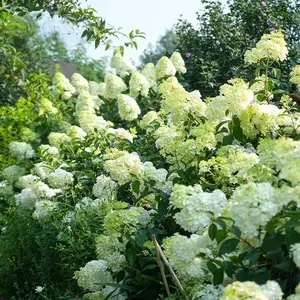 Premium White Hydrangea Seeds - 200+ Seeds Per Pack for Gorgeous Garden Blooms