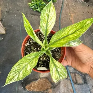 Variegated Peace Lily Sensation 4 inch pot Plant