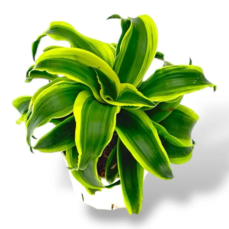 Dracaena Tornado, 4 Inch Pot, Live Plant