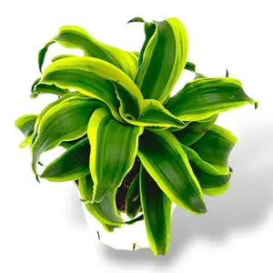 Dracaena Tornado, 4 Inch Pot, Live Plant