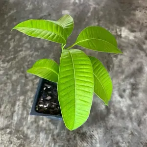 A ataulfo mango live plant in a 4” pot / seedings Growing