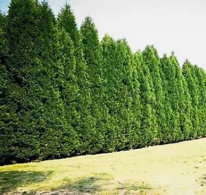 Set 10 Leyland Cypress Tree Live Plant 2.5-inch pot - Fast Growing Evergreen Tree - Cupressocyparis Leylandii - Plants for Garden Growing