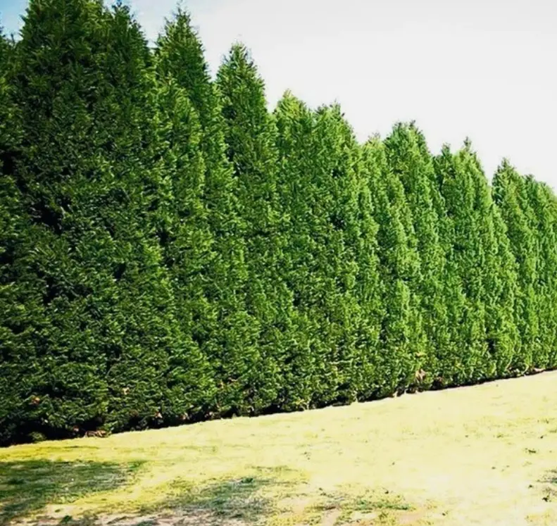 Set 10 Leyland Cypress Tree Live Plant 2.5-inch pot - Fast Growing Evergreen Tree - Cupressocyparis Leylandii - Plants for Garden Growing