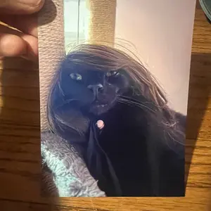 A Picture of My Cat In A Wig Collectible 4x6in Picture