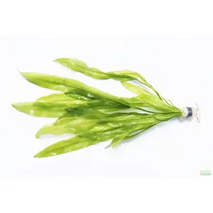 "Major" Sword (Echinodorus Major)  Ruffled Swords! (6-7 inches tall)