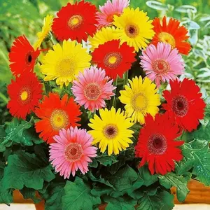 100+ Vibrant Gerbera Flower Garden Seeds Mix - Non-gmo, Heirloom Seeds for Home Gardening