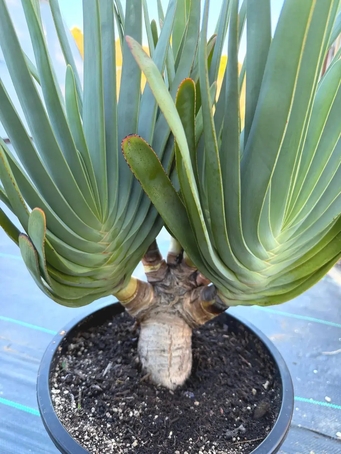 6 heads Tree Fan Aloe | Aloe Plicatilis Large Succulent | Rare Multi‑Head Tree Form Plant