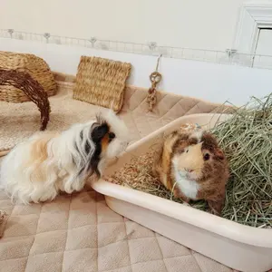 Guinea Pig Litterbox