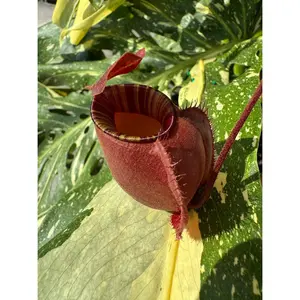 Nepenthes mirabilis var. globosa x Ampullaria 'Black Miracle'