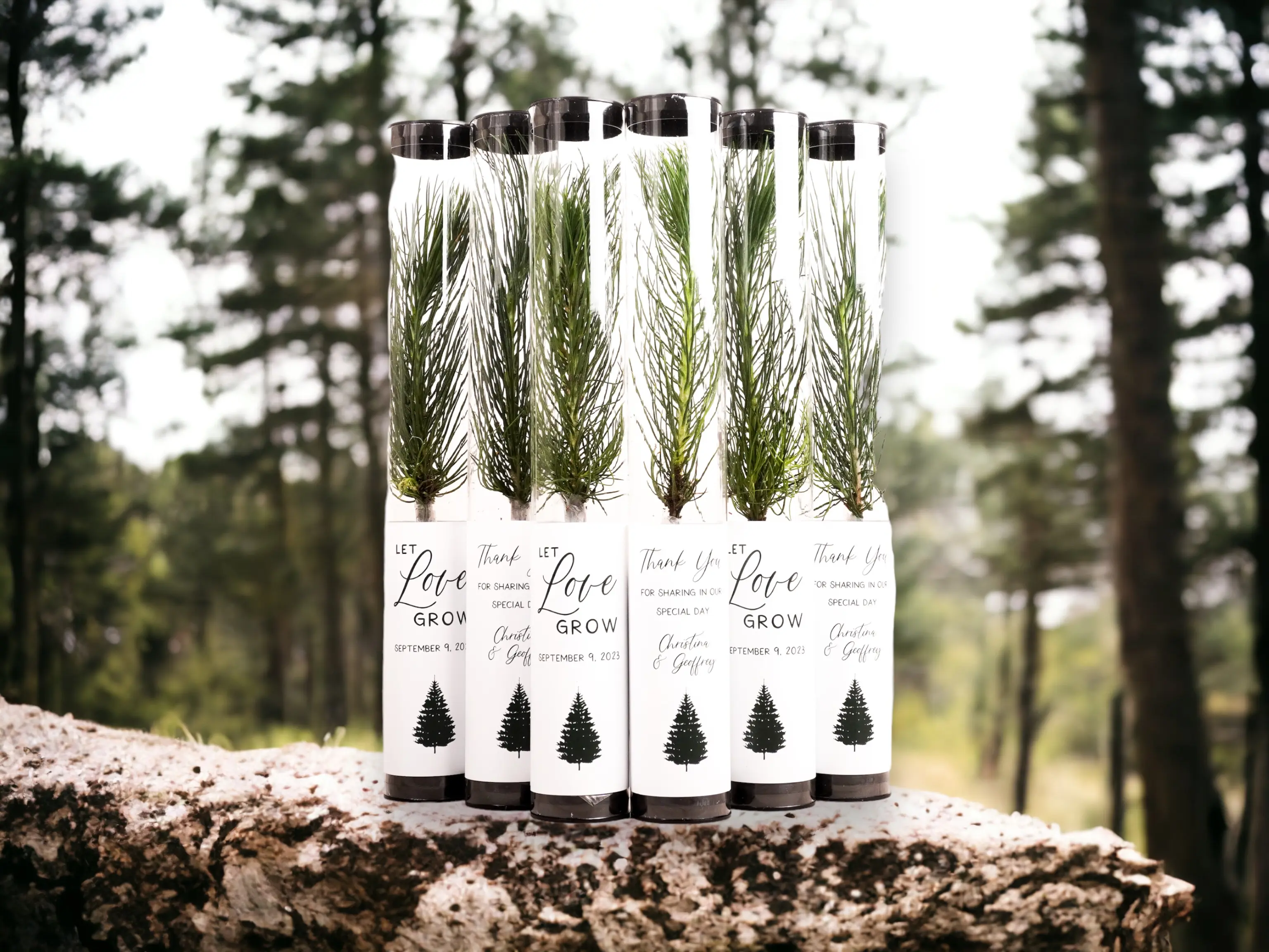 Gift Tree Seedling Event Favor - Unique Evergreen Pine or Redwood Variety for Wedding Memories - Easy Planting Instructions - Perfect Year-Round Gift